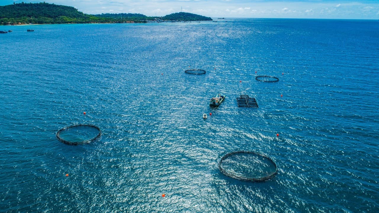 ​Ngành nuôi biển có thể xuất khẩu 10 - 15 tỷ USD mỗi năm